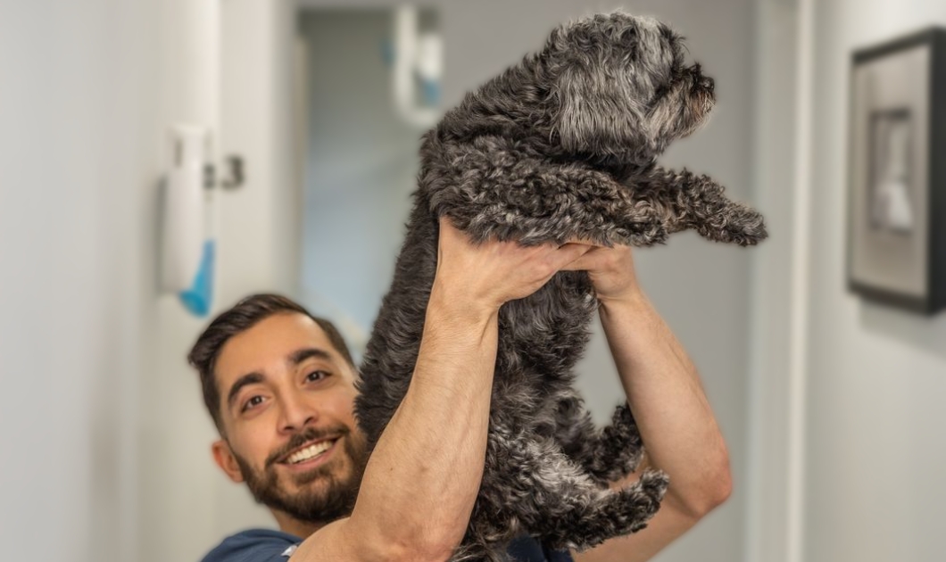 Dentist holding a small fluffy gray dog