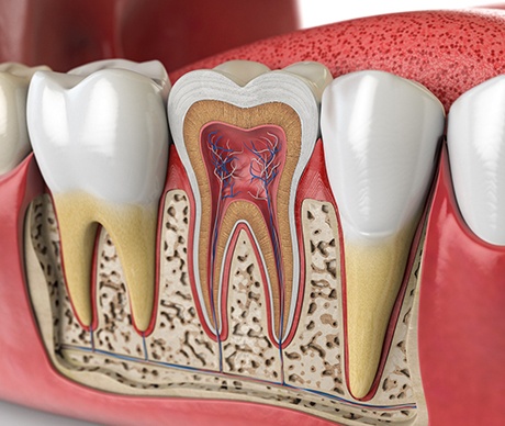 Illustration of anatomy of teeth