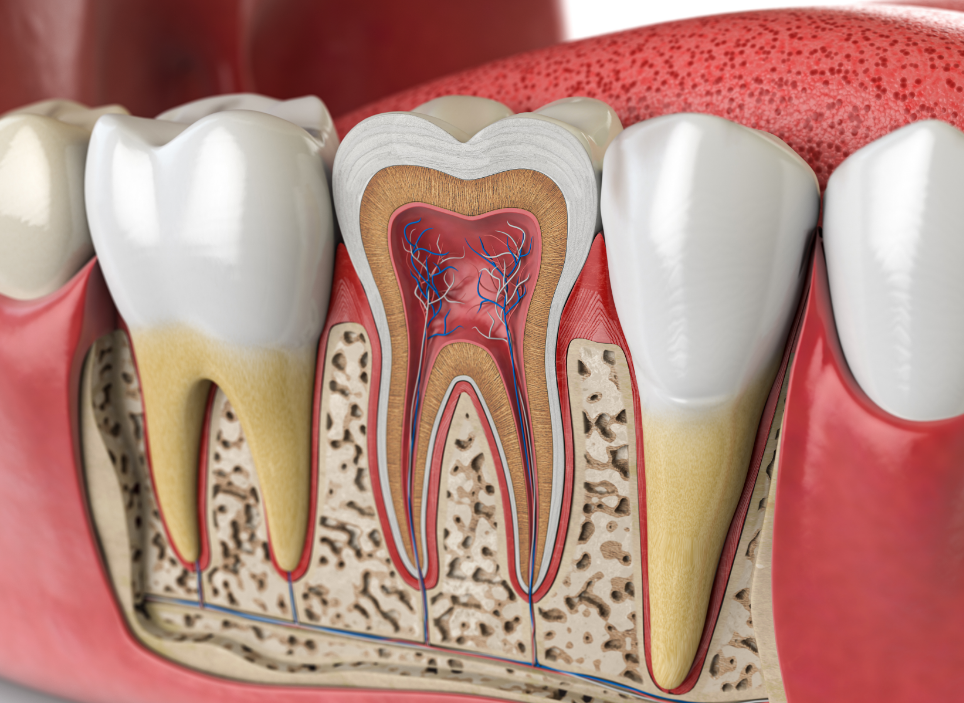 Root canal cross section
